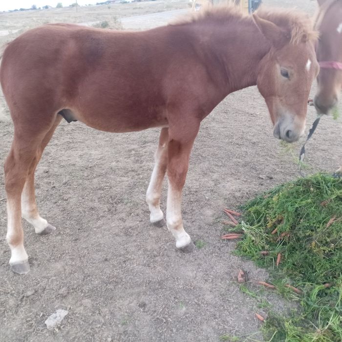 Mânz de 6 luni mai multe detalii la telefon