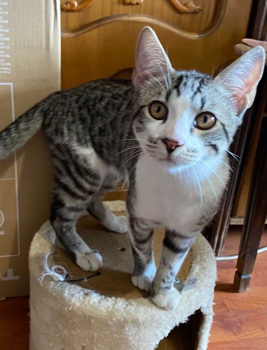 Adoptie pui de pisica Misulicii