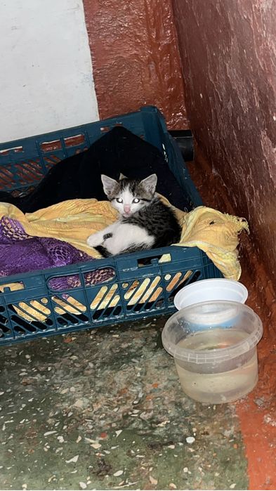 Котята маленькие