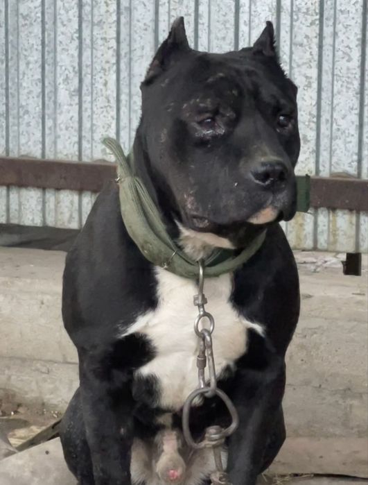 Питбуль стафф, на вязку