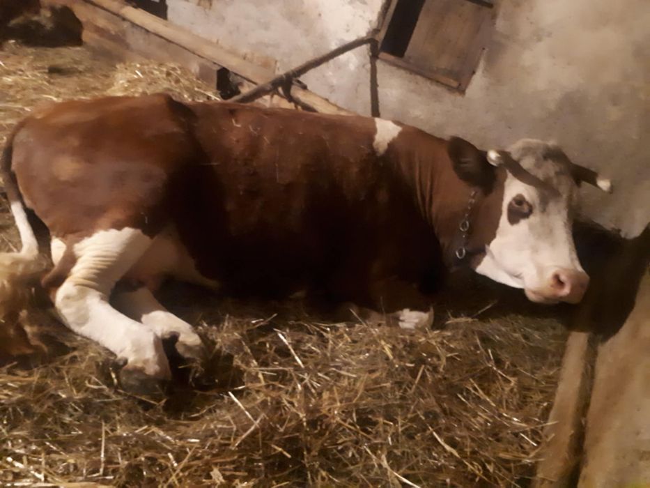 Vaca si vitica de vanzare