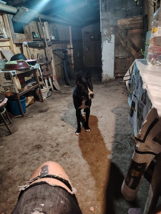 Donez cățel amstaff metis metis