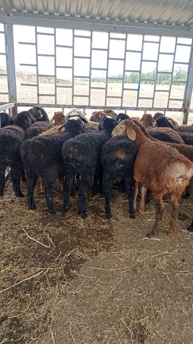 Бараны барашки баранов г.Алматы