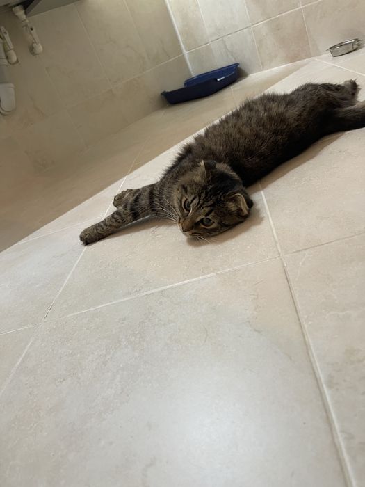 Кошечка кошечка кошечка ищет дом