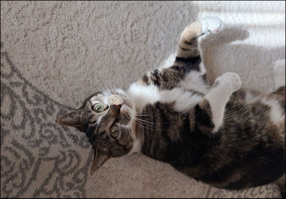 Срочно ищет семью котик
