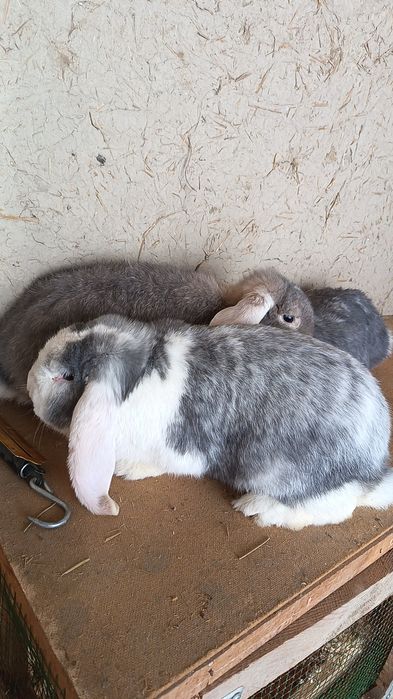 Ф Баран ла сотилади