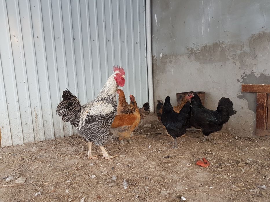 Инкубационное яйцо домашних кур