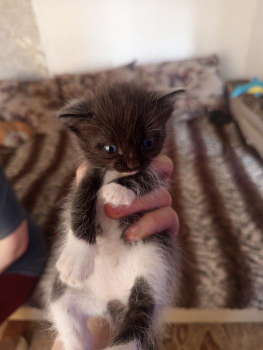 Одним только в хорошие руки