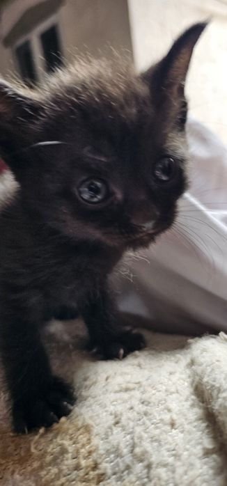 Бесплатно  котята