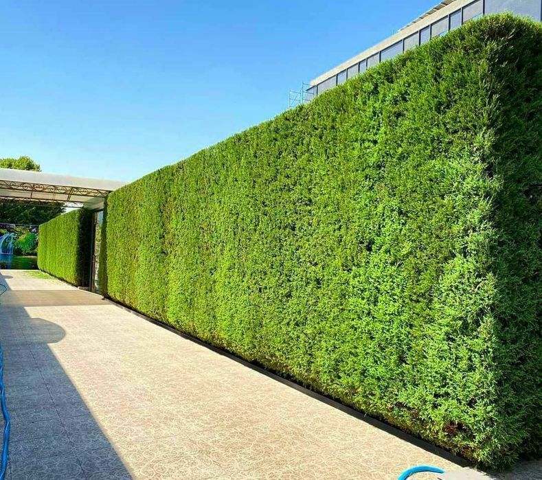 Tuya archadan zabor qlamz