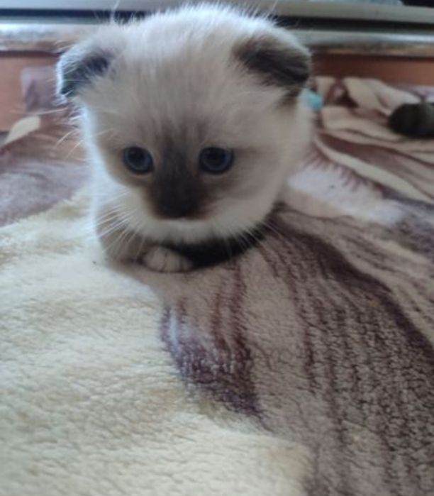 Вислоухие котята