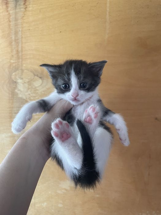 Котята скотиш страйт