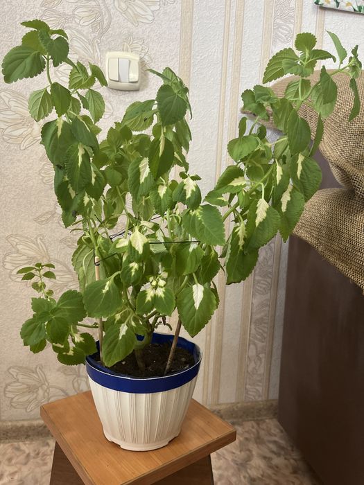 Продам комнатные цветы