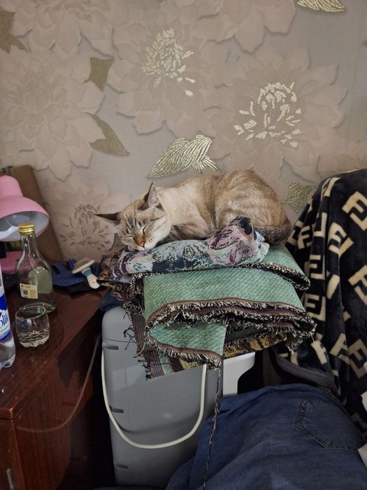 Пропала кошечка по кличке Матильда