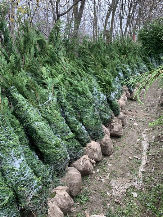 Vand plante ornamentale