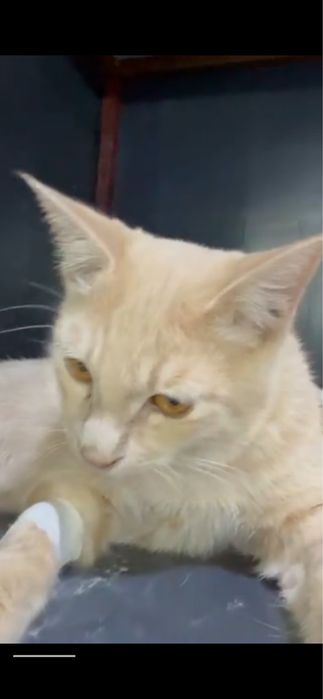 Отдается котик Персик в добрые и ответственные руки