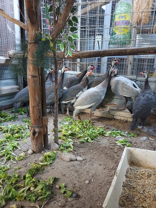 Продам взрослых цецарок