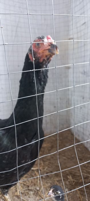 Дакан Шамо таук шожекпен сат.