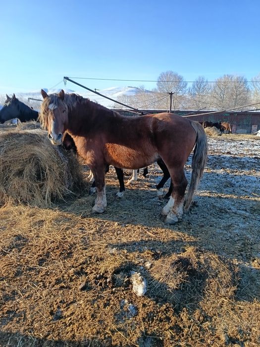 Продам советский тяжеловоз