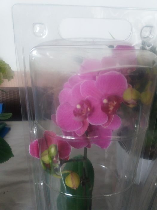 Продам комнатные цветы Архидея