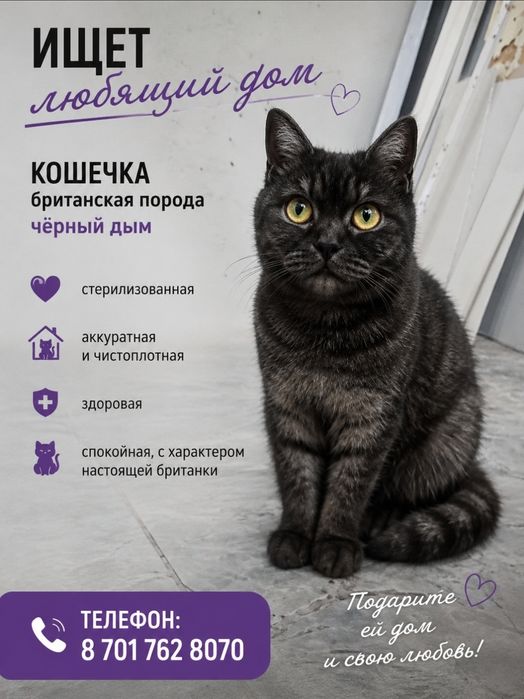 Пристраиваеться в хорошие руки