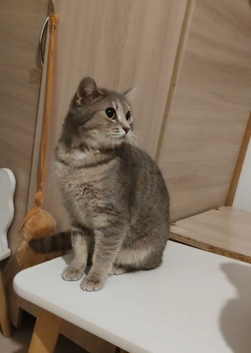 Милая кошечка ищет дом