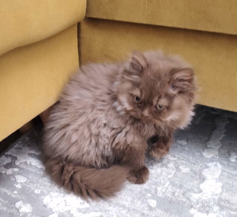 British longhair ciocolata