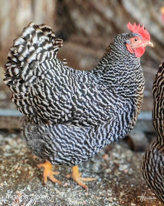 Разплодни яйца от Амрок