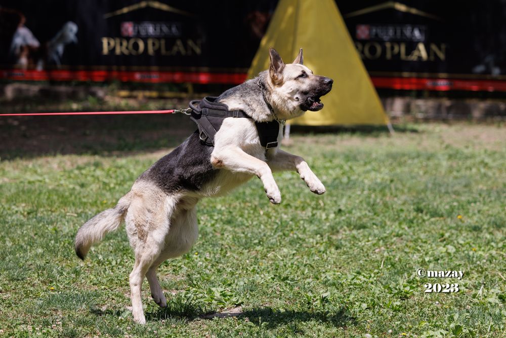 Щенки восточноевропейской овчарки