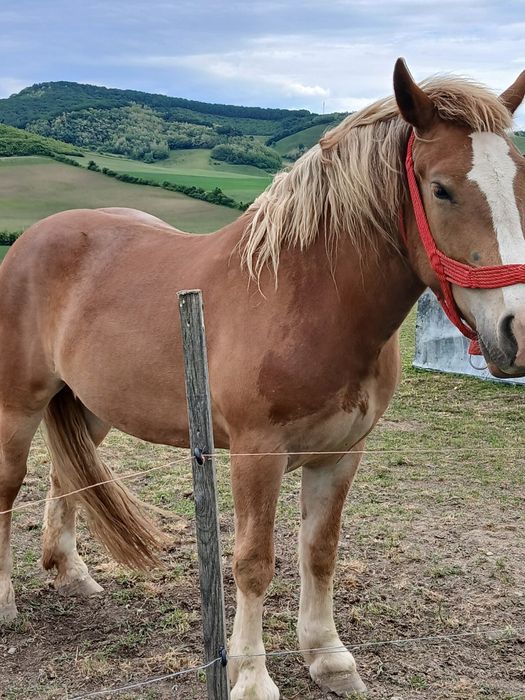 Vand Manza de 3 ani