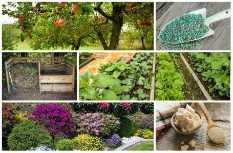 Богбон. Дарахт ва арчаларга шикл бериш.Садовник Обрезка деревьев и кус