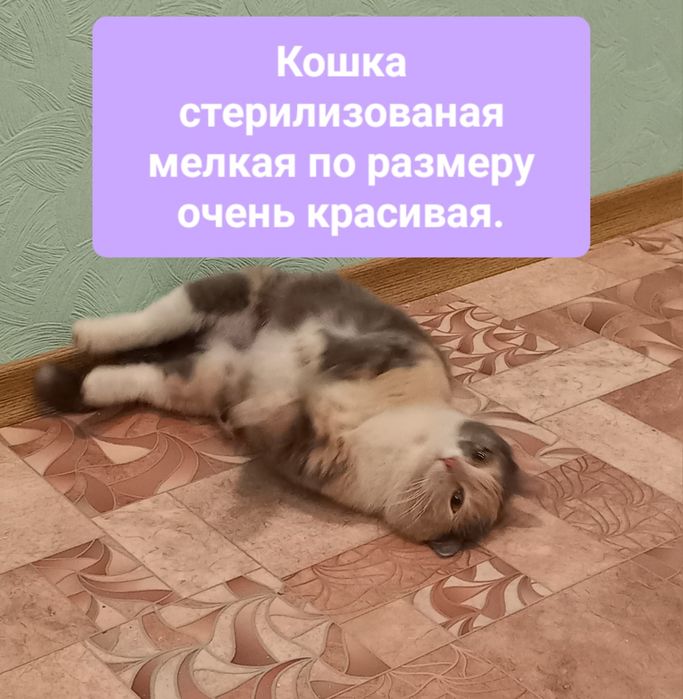 Кошка с нарядным окрасом