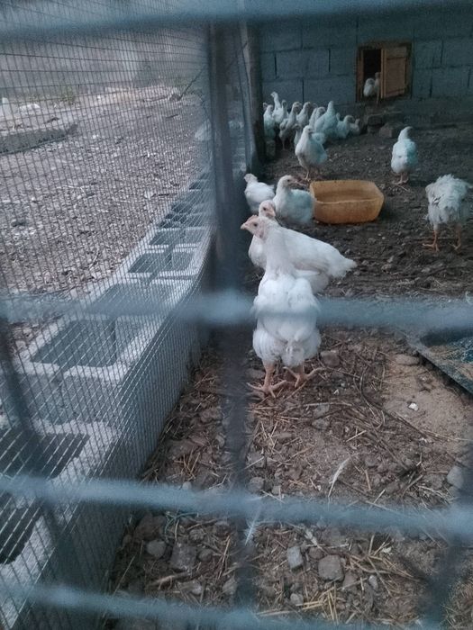 Продаю цеплят бройлер