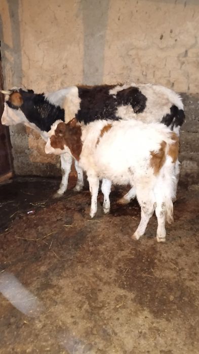 Бузаулы сиыр сатылады