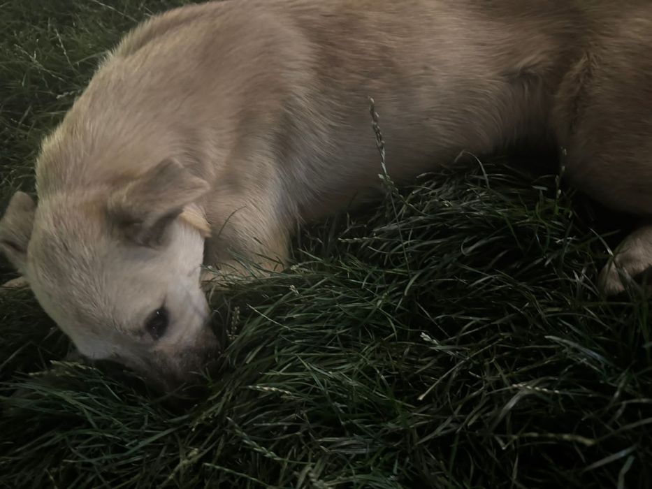 Собака ищет дом и любящих хозяев