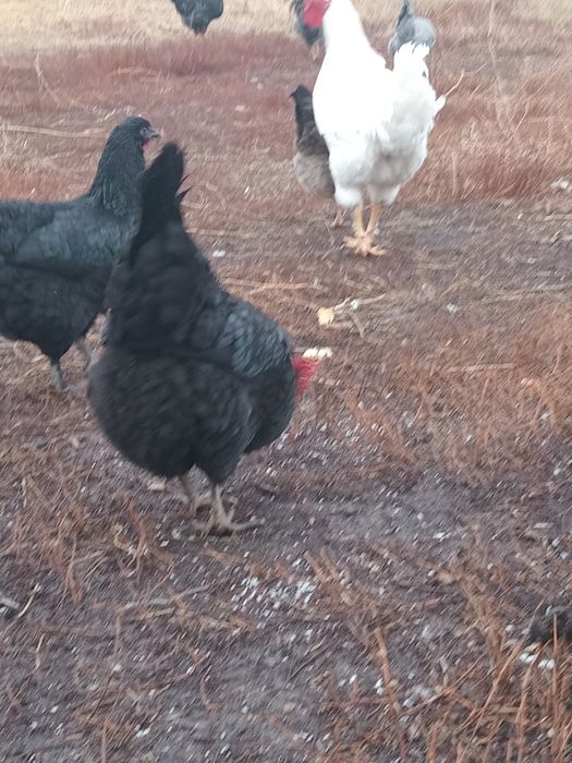 Продаются Петухи