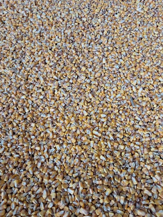 De vanzare porumb boabe