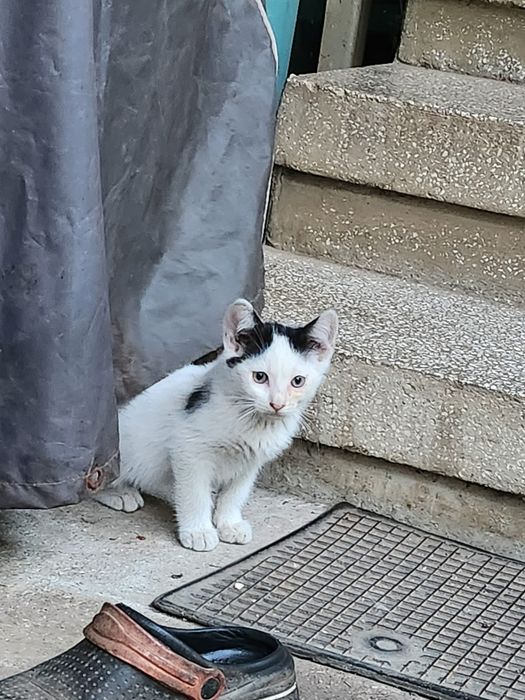 Spre adopție – Pisică mamă și 3 pisoi
