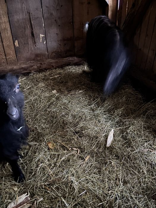 Cpre tinere si Tap La Mancha