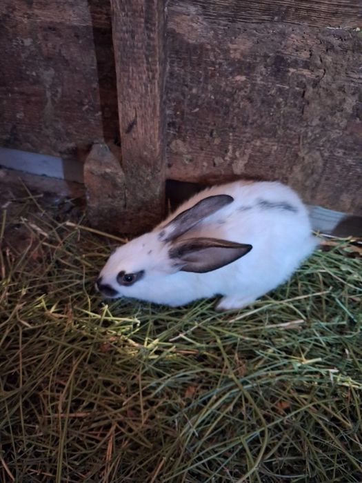 Продаю кроликов  от 2000 выше