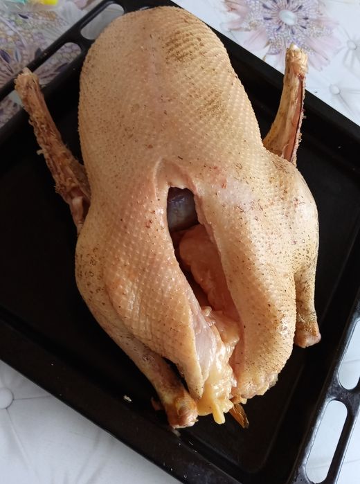 Домашние молодые гуси