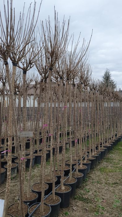 Mesteacăn Tei platani Stejar catalpa