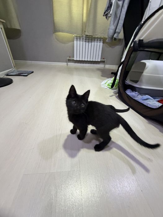 Котенок в добрые руки