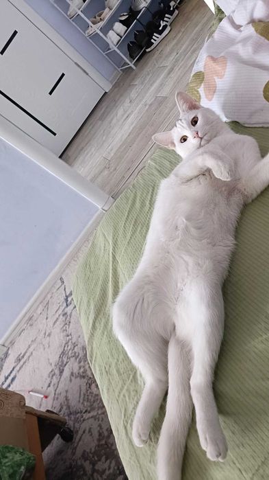 Отдам кошку бесплатно