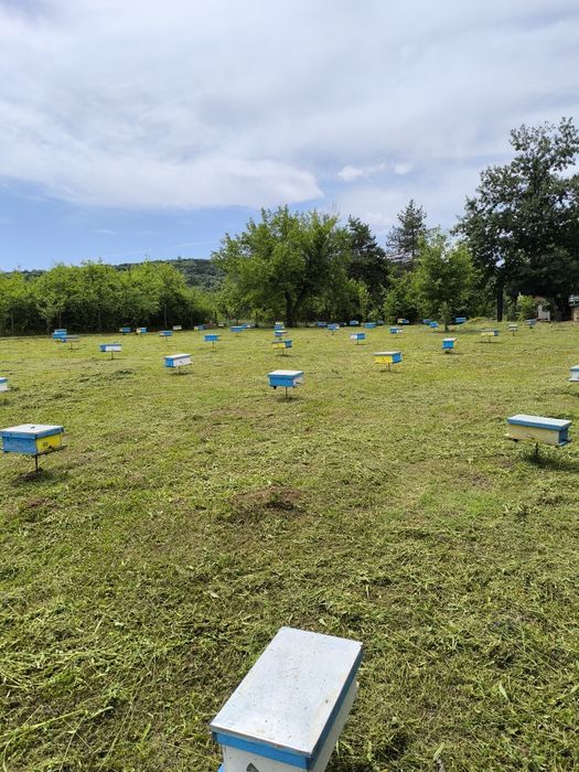 Пчелни майки и отводки сезон 2026