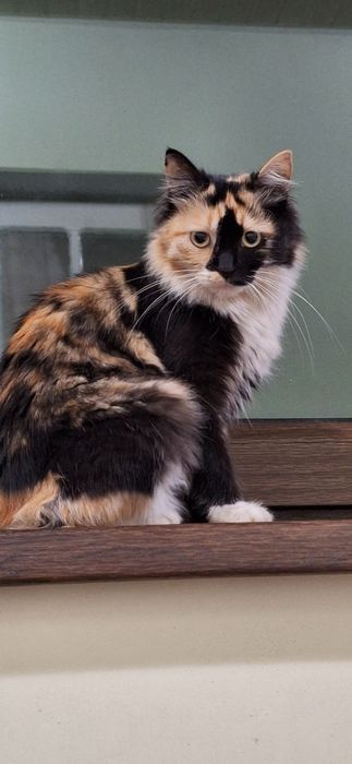 Mehribon qo'llarga topshiriladi