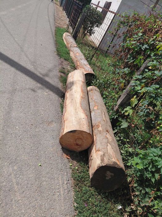 Lemne de foc esență fag.