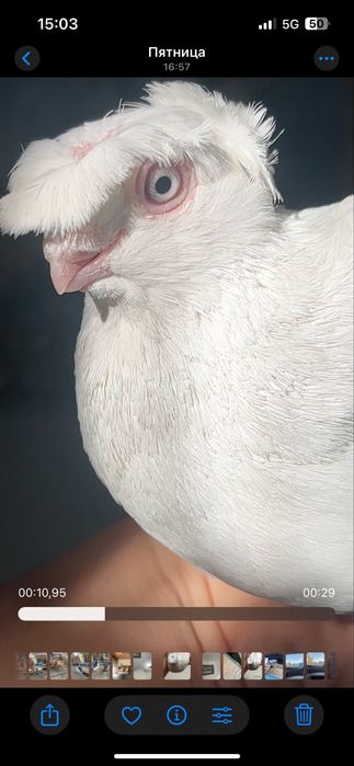 Самец гульбадам голуби