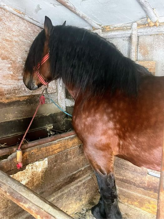 Armasar pentru monta sange rece unguresc