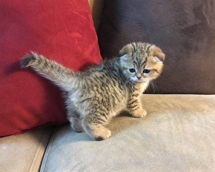 Шотландские котята